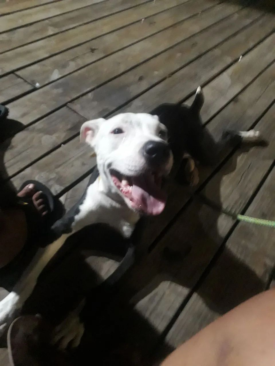 Filhote de Pitbull