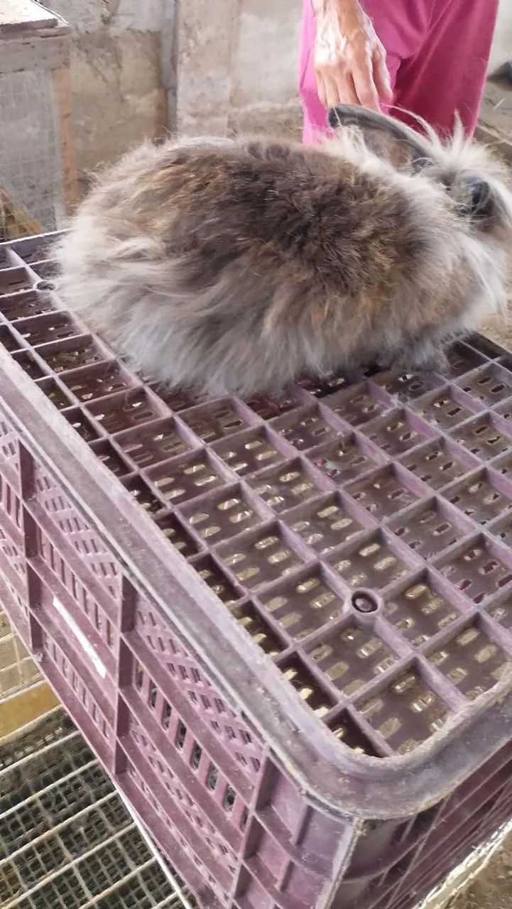 Coelho Lion Head  - Foto 3