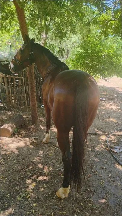 Cavalo de vaquejada de direita 
