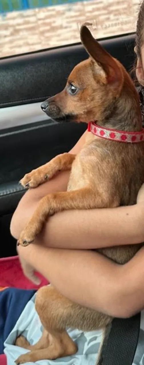 Pinscher adulto fêmea. - Foto 3
