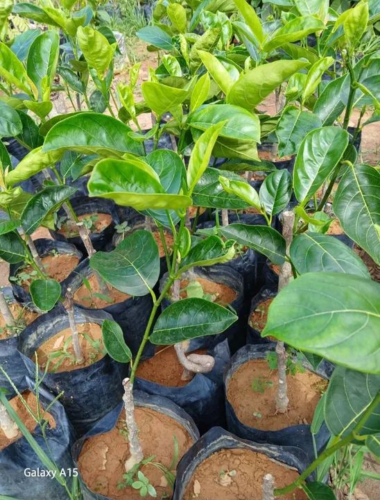 Mudas de Jaca enxertada Pronta para o Plantio - Foto 2