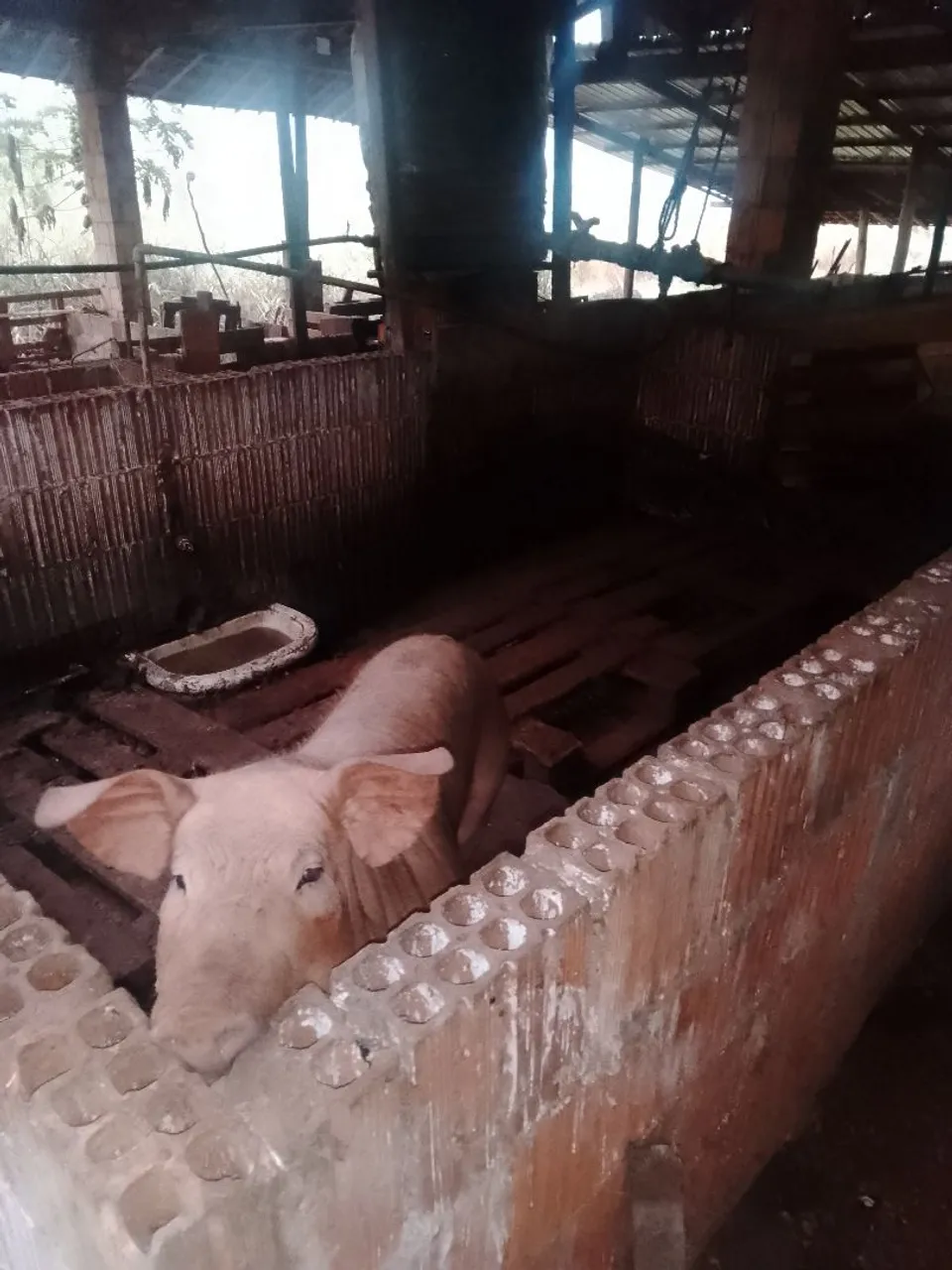 Porco para Criação - Animais para Agropecuária