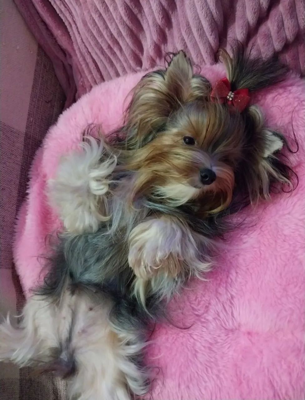 Morkie Micro fêmea - Foto 4