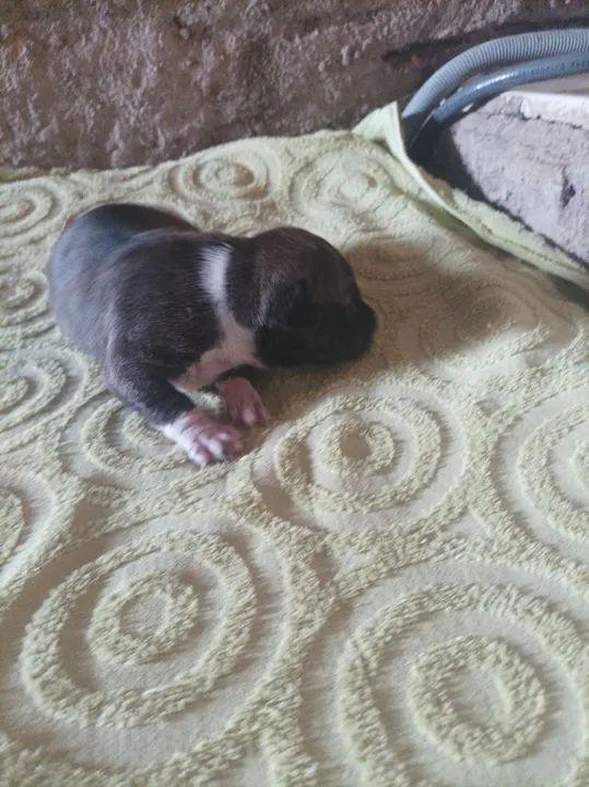 Filhote Pitbull - Foto 2