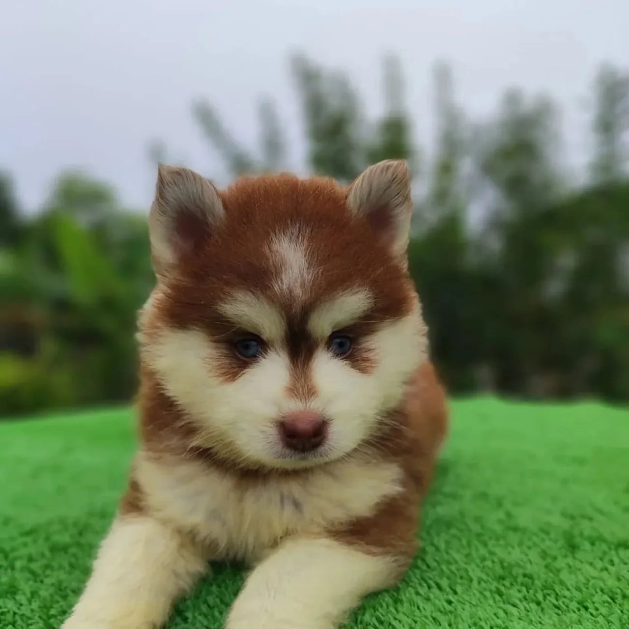 Pomsky macho é fêmea  - Foto 3