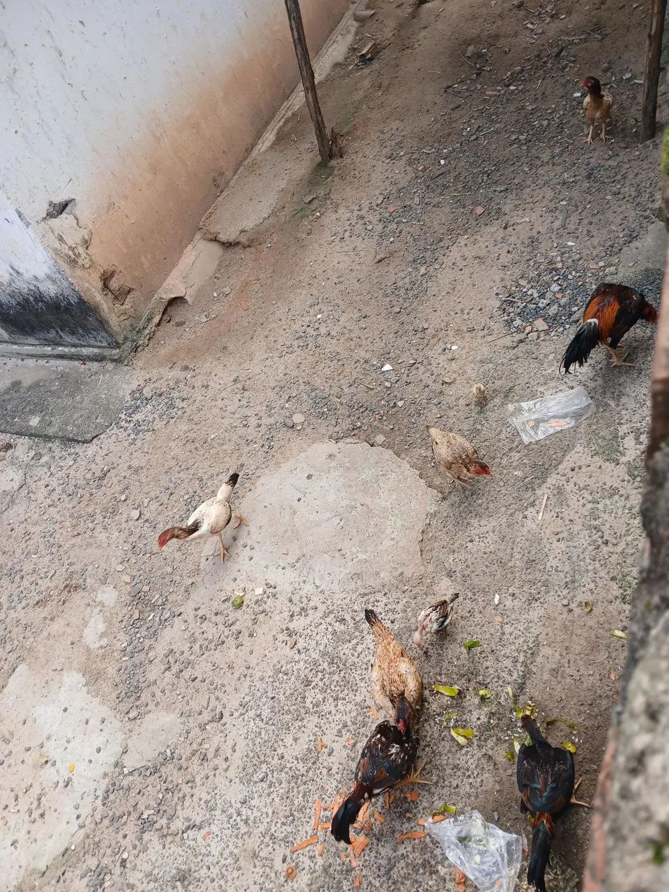 Galo é galinha de raça 
