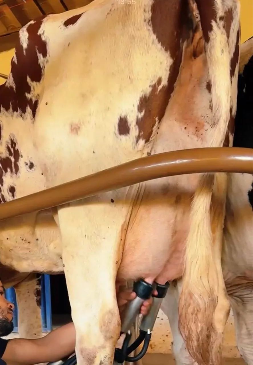 18 Vacas Leiteiras (não sou corretor)  - Foto 4