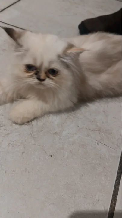 Gatinho Persa  - Foto 3