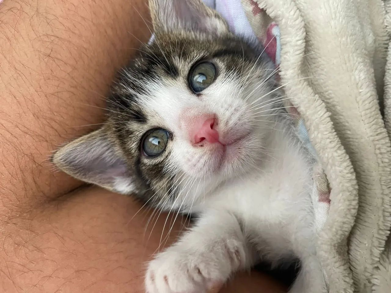 Gatinho fofo para adoção