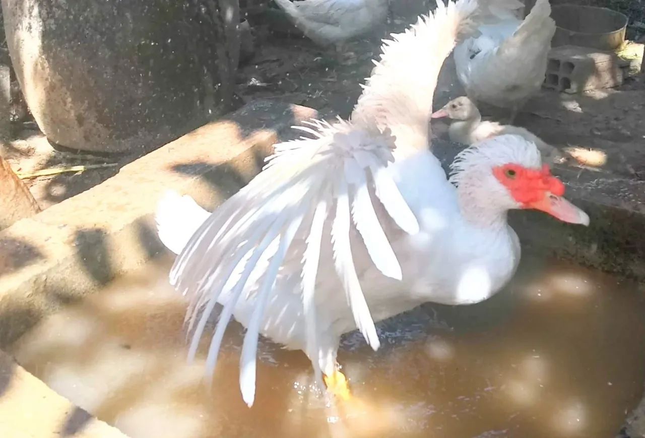 PATO ALEMÃO GIGANTE 