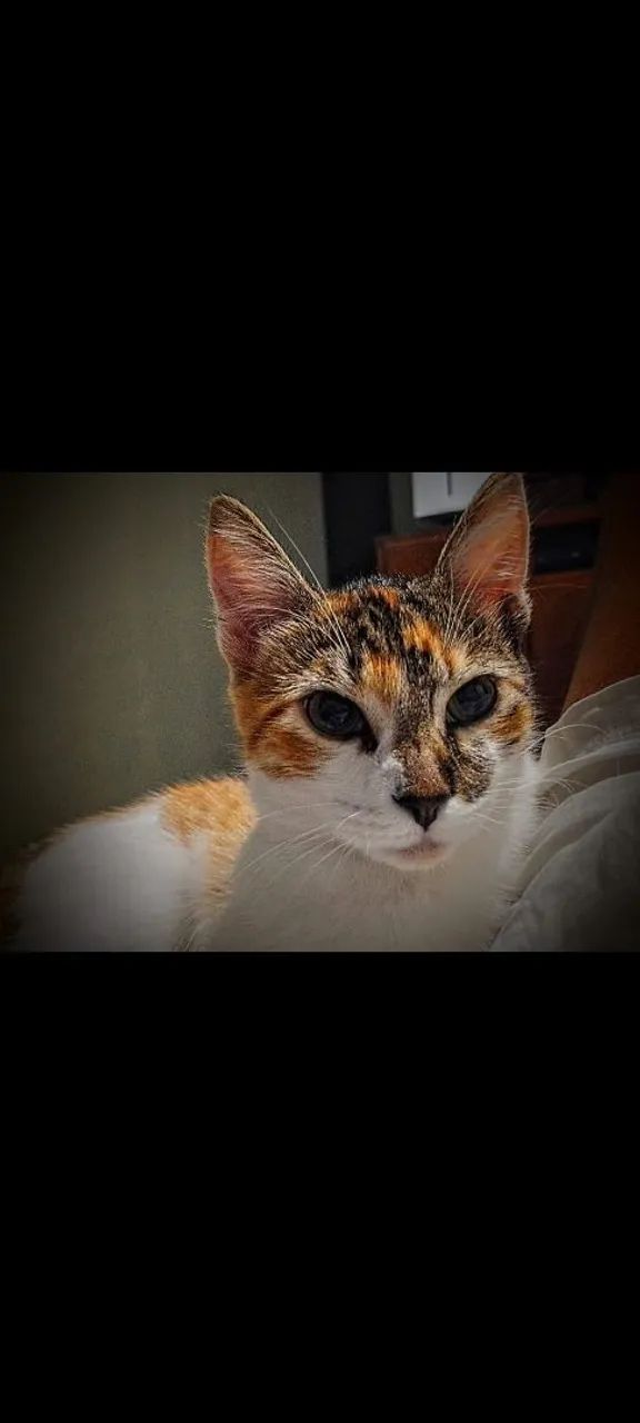 Gatinha carinhosa para adoção - Foto 2