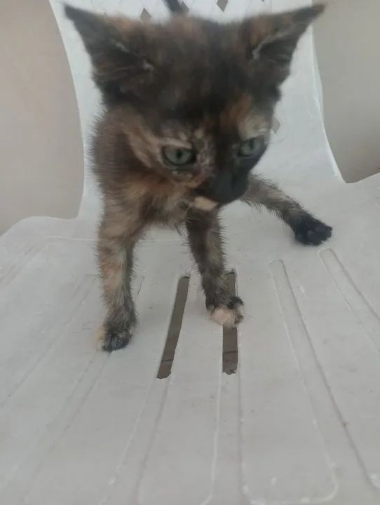 Gatinhos fofinhos para adoção - Foto 3
