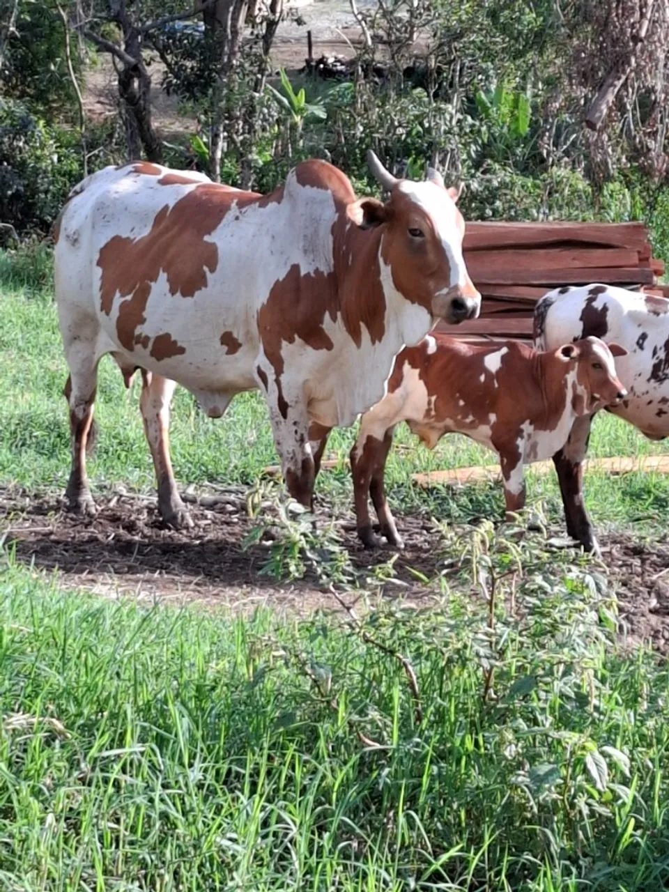 Vaca nelor pintado   