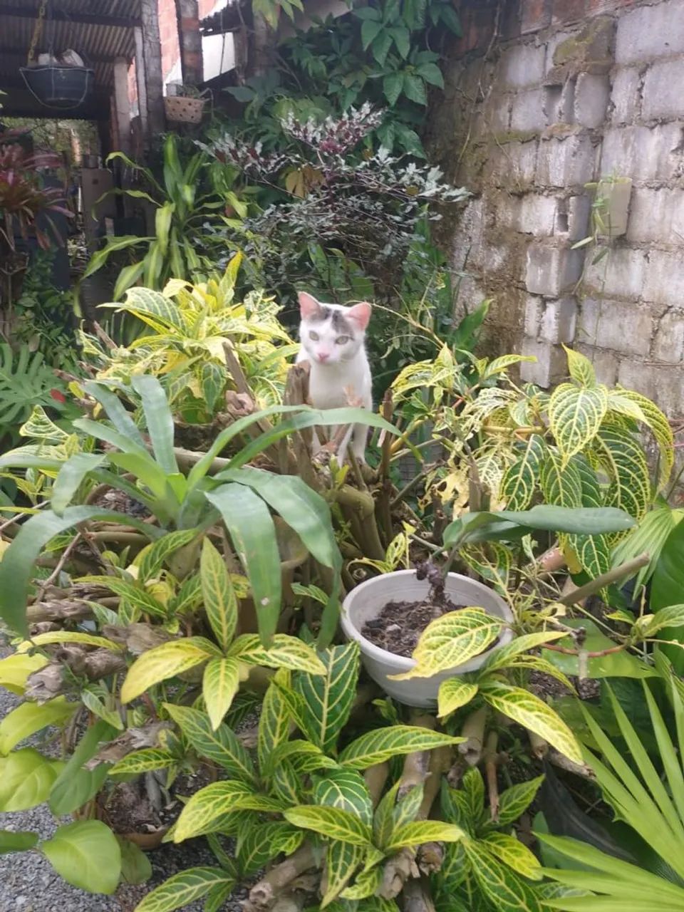 Gatos fofinhos para doar. - Foto 2