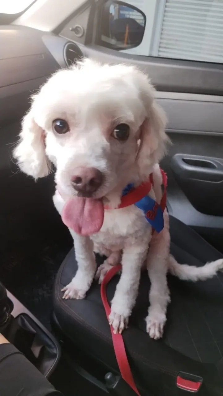 Poodle 1 ano 