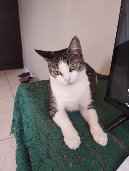 Gata branca e cinza para adoção - Foto 3