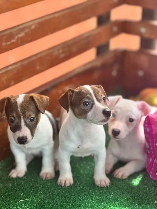 Feminhas de jack russel pedigree 