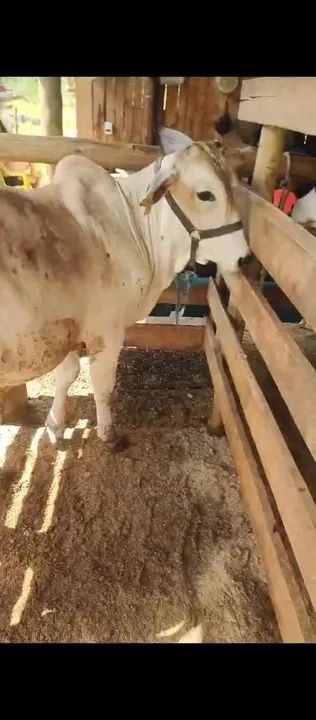 Vendo dois tourinhos  - Foto 2