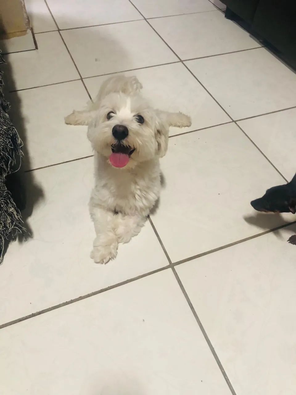 Maltês em busca de namorada  - Foto 3