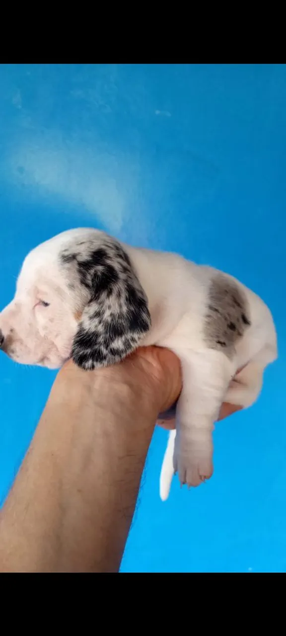 Filhote de dachshund fêmea