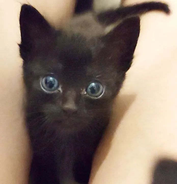 Gatinha filhote para adoção  - Foto 4