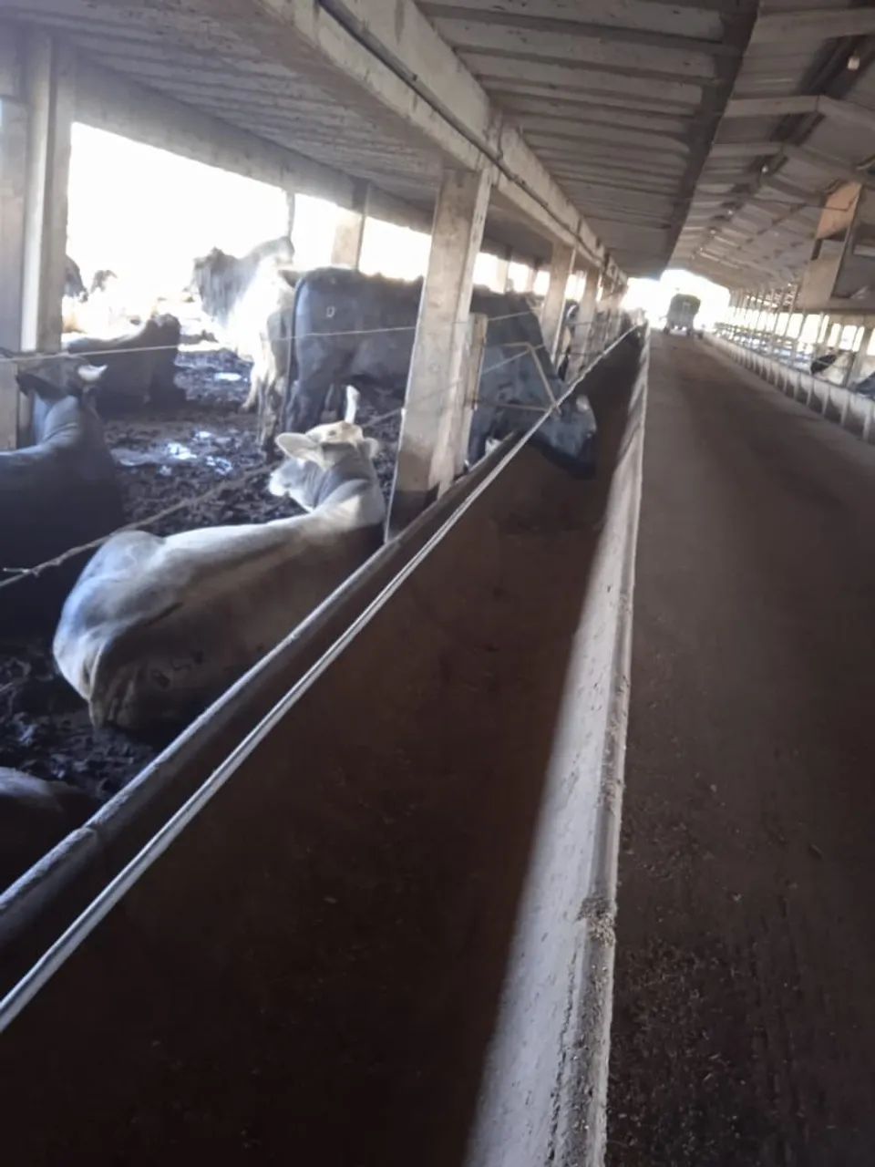 Arrenda confinamento para 800 cabeças - Foto 5