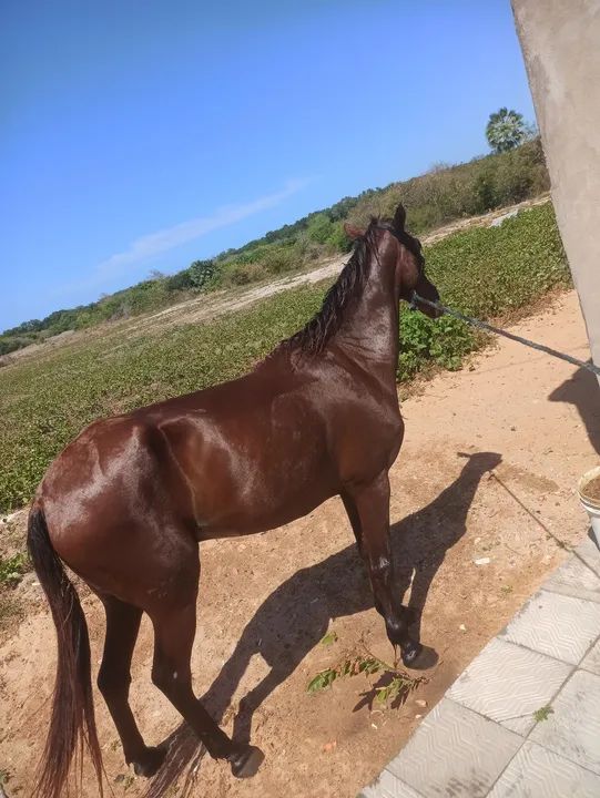 Cavalo manso de campo  - Foto 2
