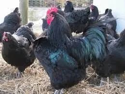 Gigante Negro de Jersey  - Foto 2