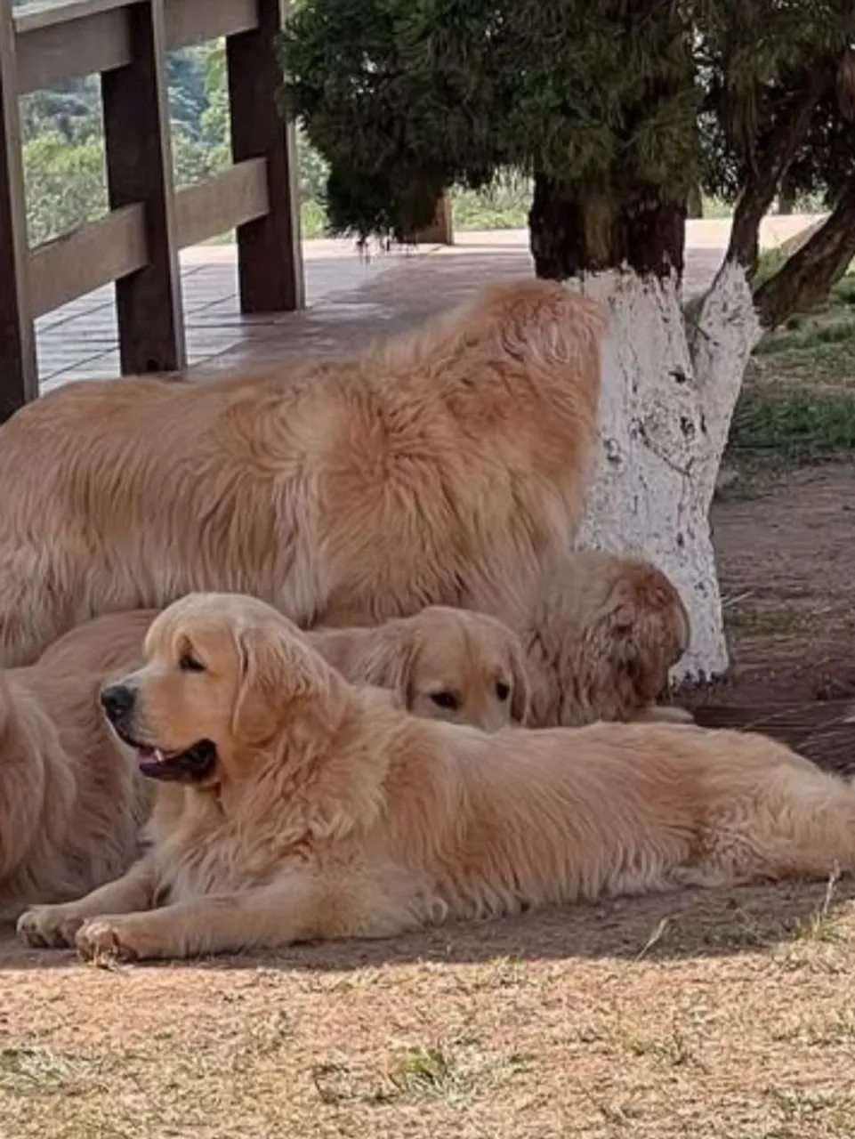 Golden Retrievers Lindos e Carinhosos