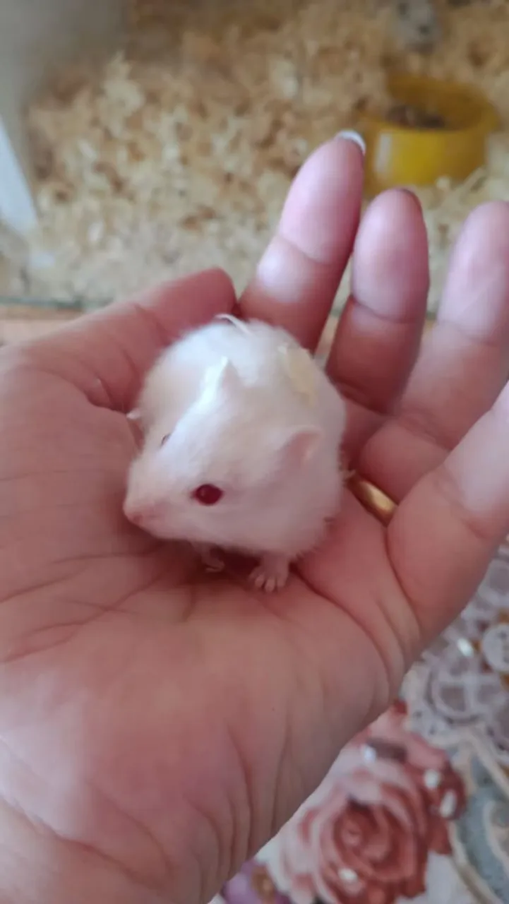 Hamister anão Russo