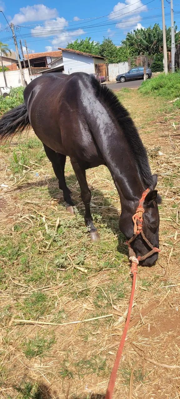 Égua Mangalarga Marchador  - Foto 4