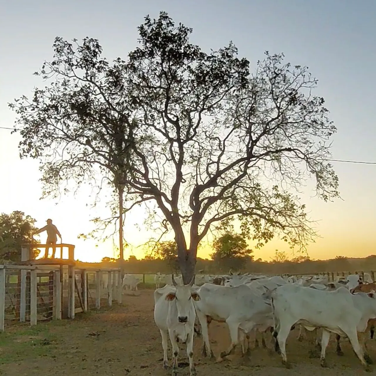 Fazenda a venda permuta