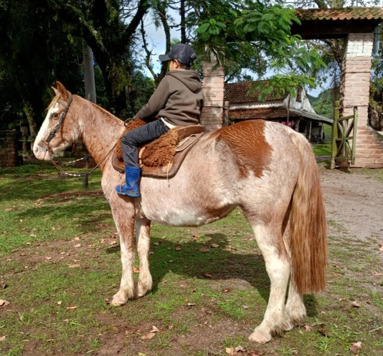 Egua oveira bem boa e bem mansinha 