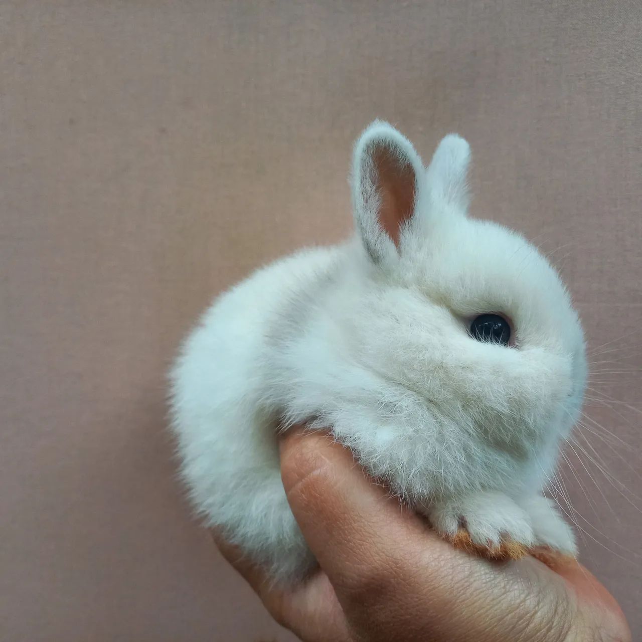 Coelho Anão Netherland Dwarf  - Foto 2