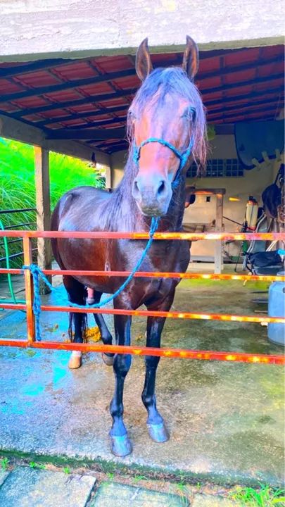 MANGALARGA MARCHADOR REGISTRADO  - Foto 5