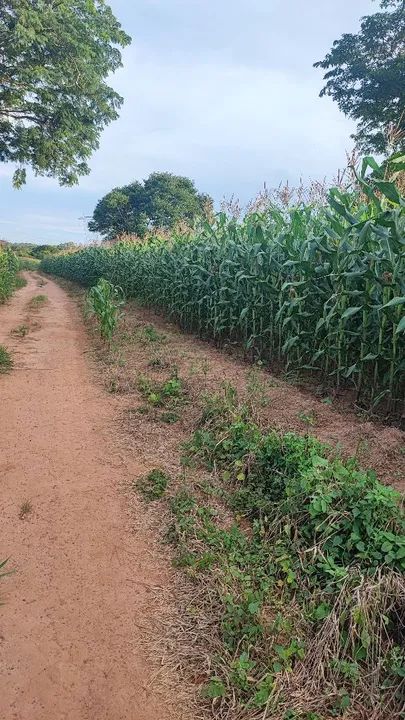 Silo Integral Hidrolândia  - Foto 2