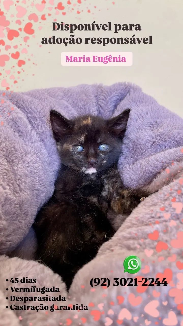 Lindos filhotes de felinos ? - Foto 6