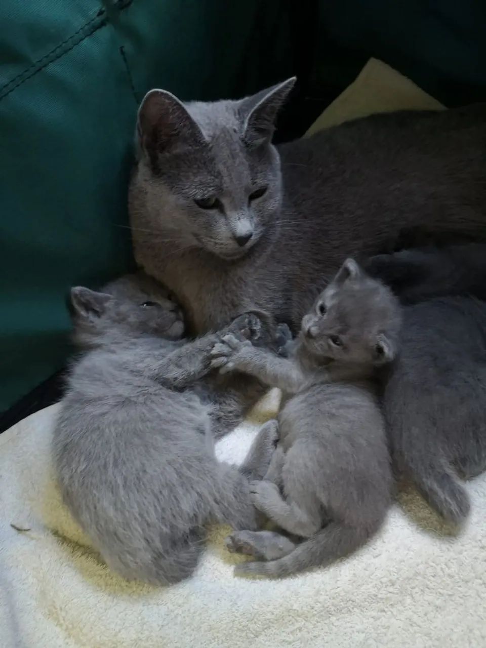 Filhotes de russian blue anti-alérgicos 