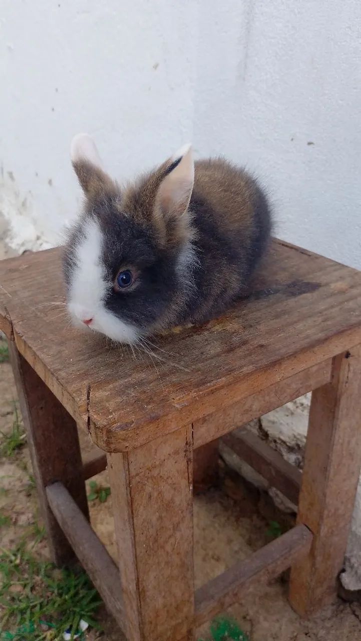 Coelho Anão Fofo para Adoção - Foto 3