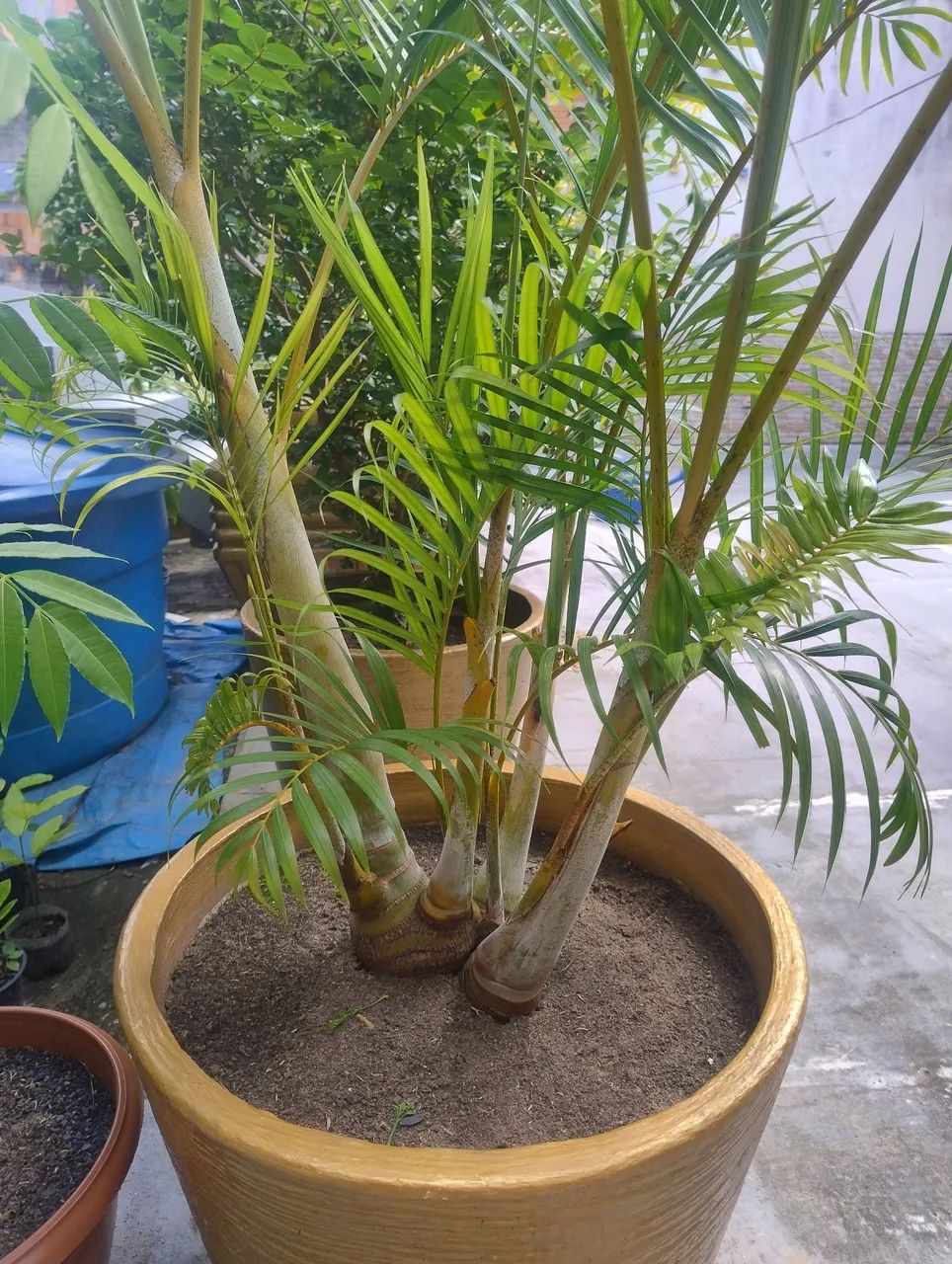 Palmeira Areca  2 metros - Foto 3