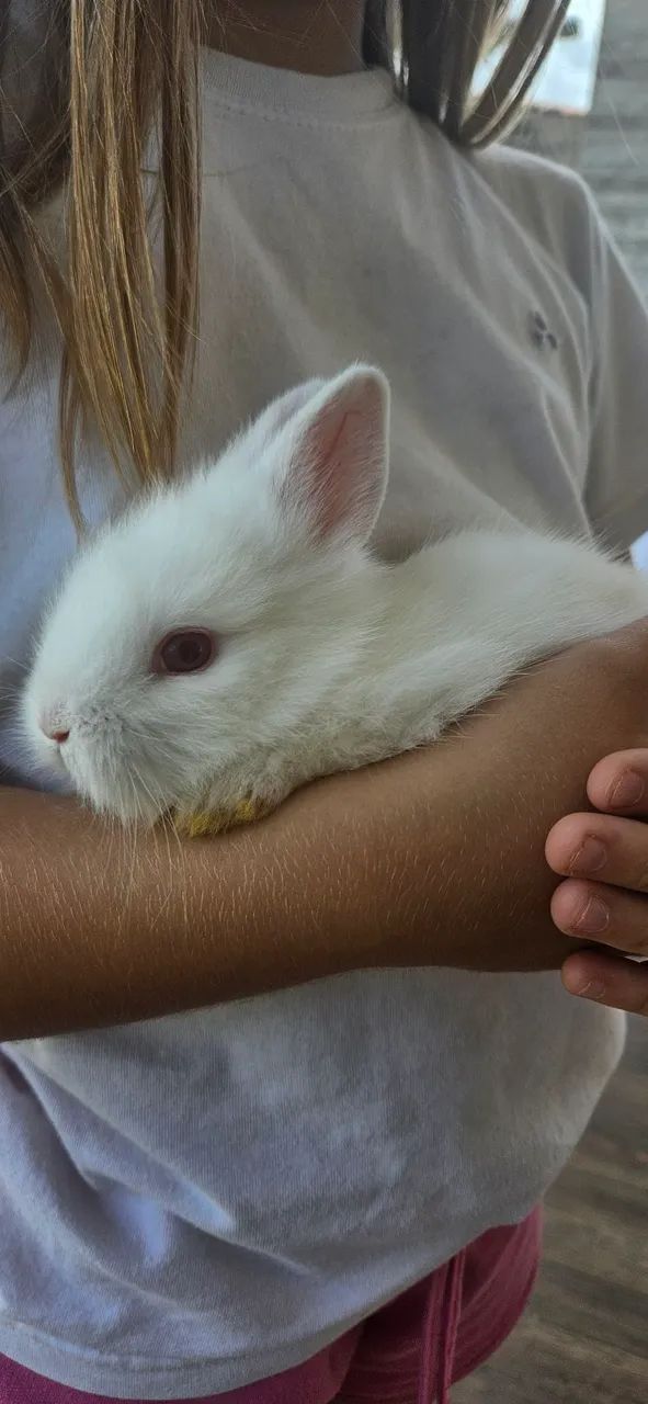 Coelhos 64551629848451121