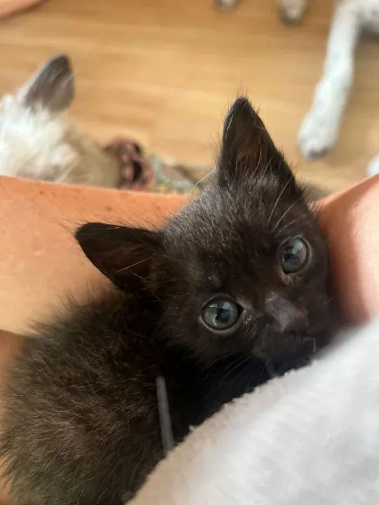 Gatinha filhote para adoção  - Foto 2