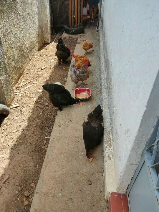 Galinhas e galos para venda