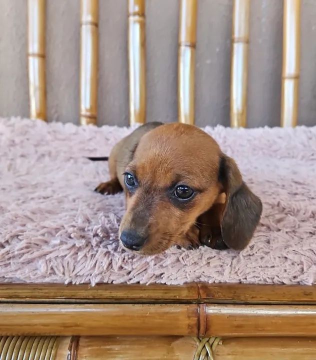 Filhote de Basset fêmea  - Foto 3