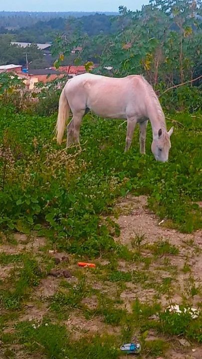 Égua mangalarga marcha picada  - Foto 4