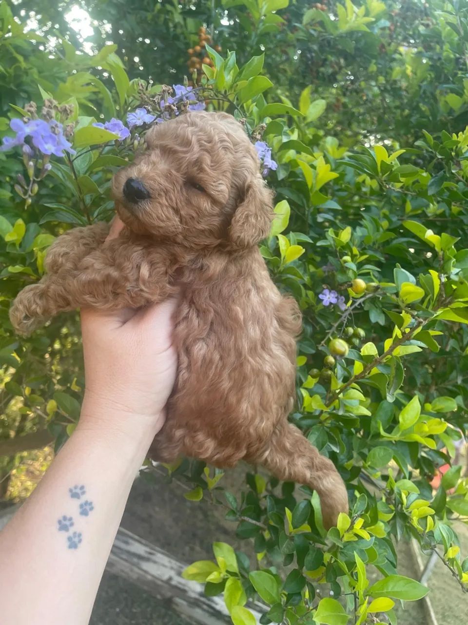 Poodle Mini  - Foto 4