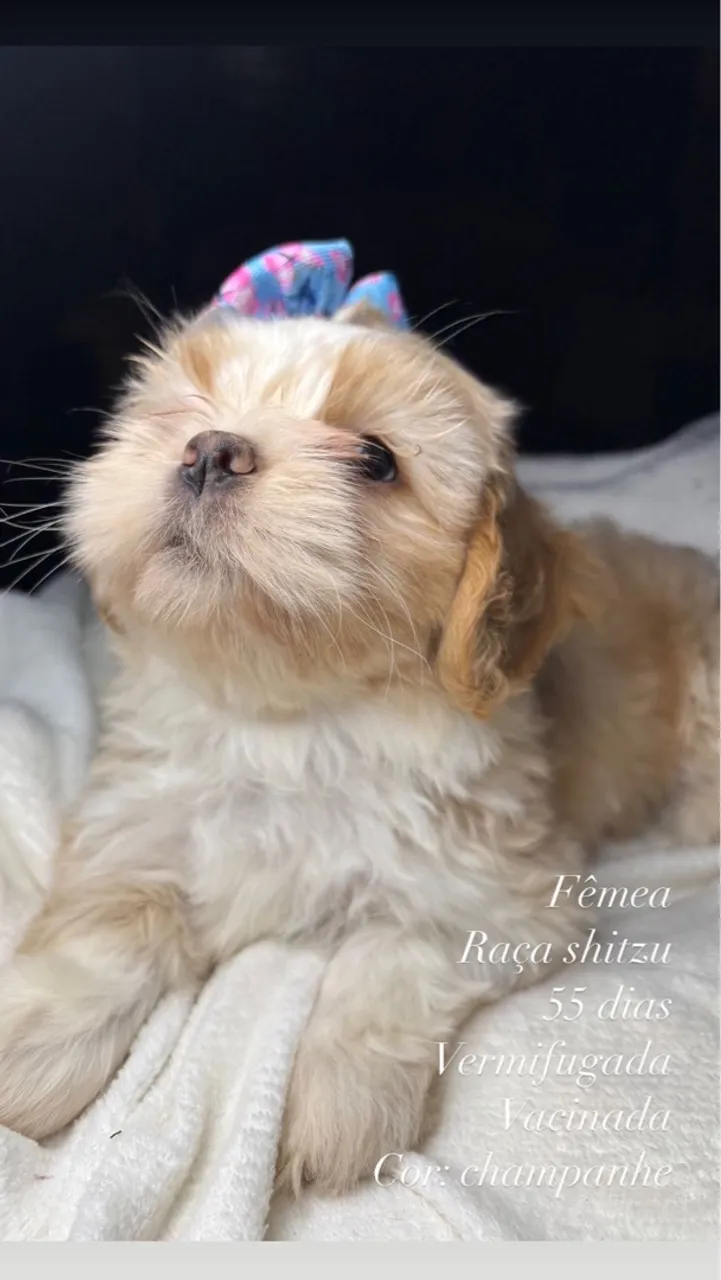 Filhote Shih Tzu