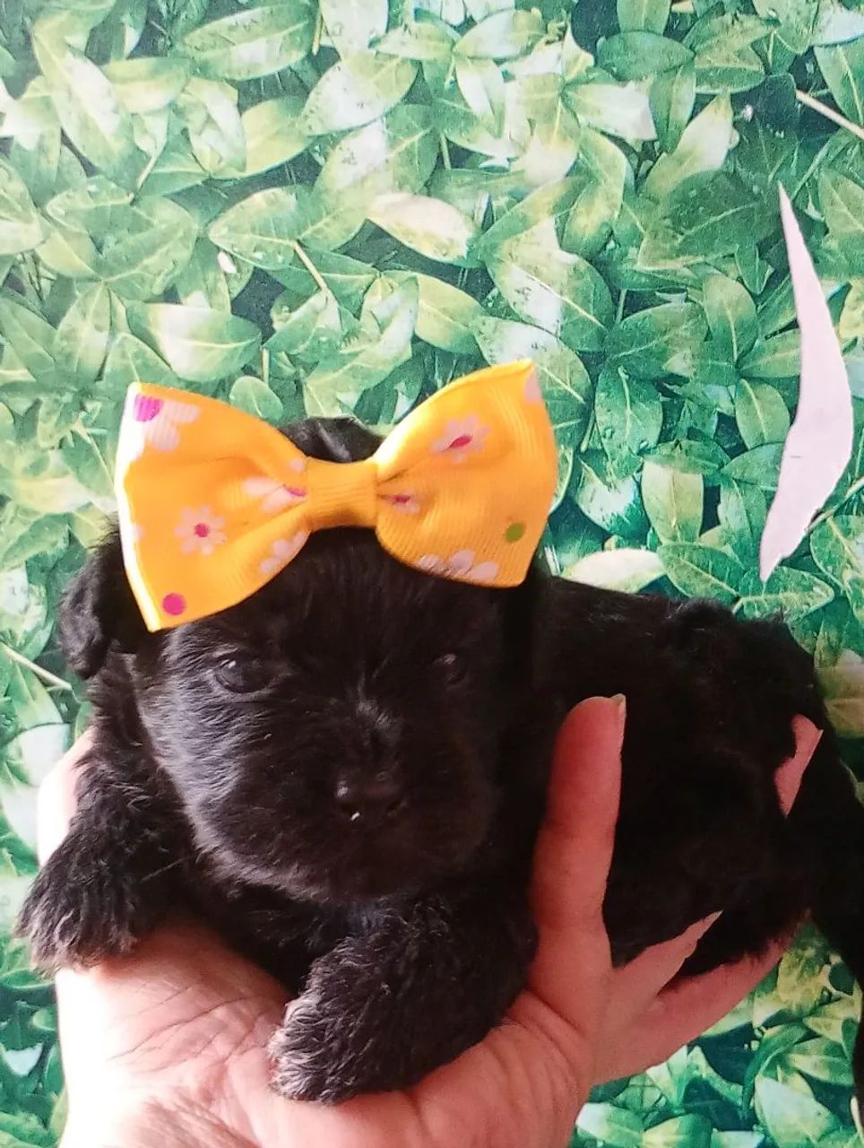 Shihtzu com poodle fêmea 