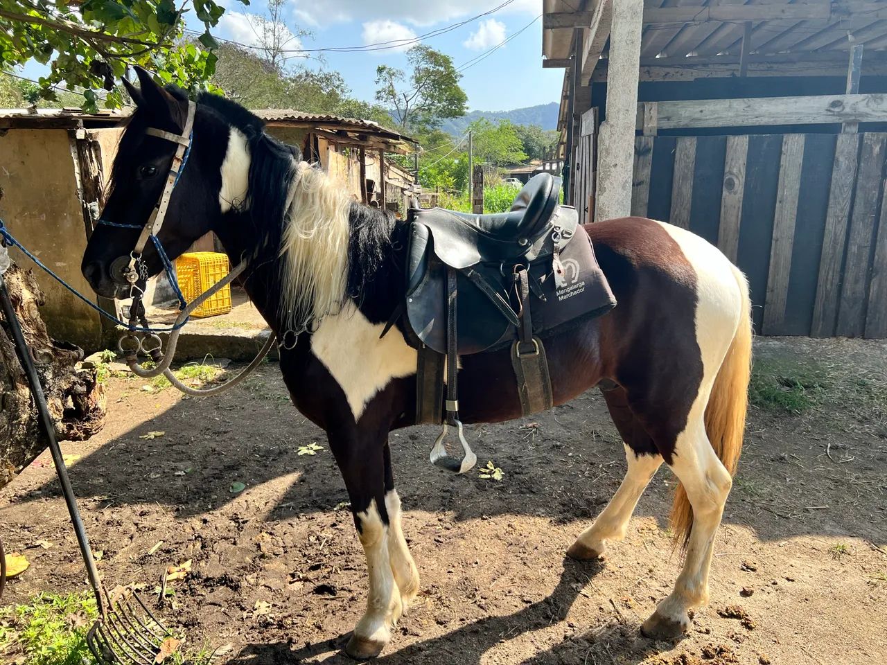 Cavalo mangalarga pampa de preto 