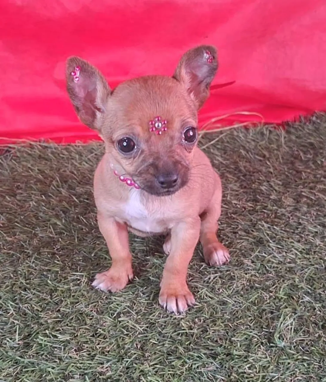 Pinsher femea mini para companhia